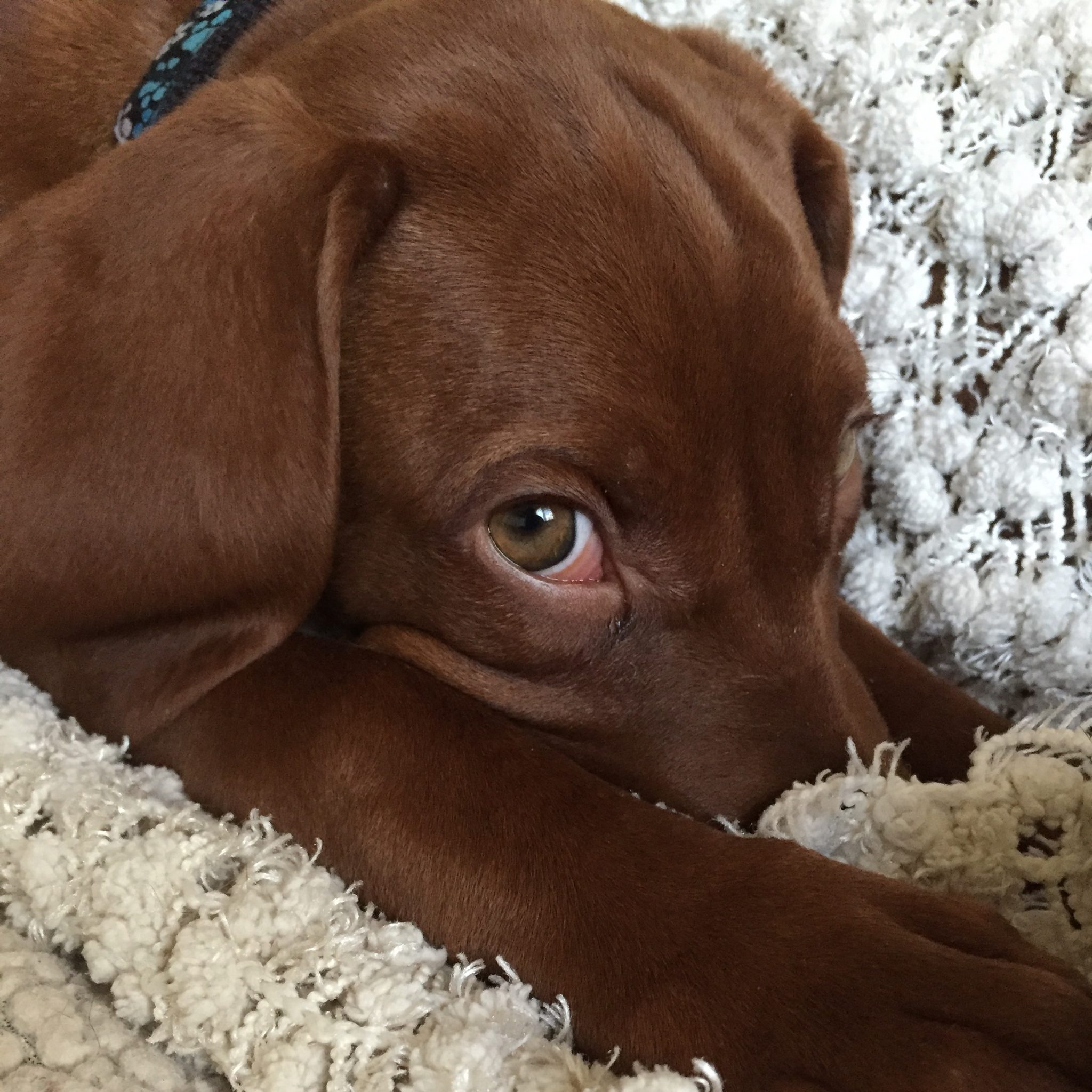 Are Pets Affected By Mold? Mold